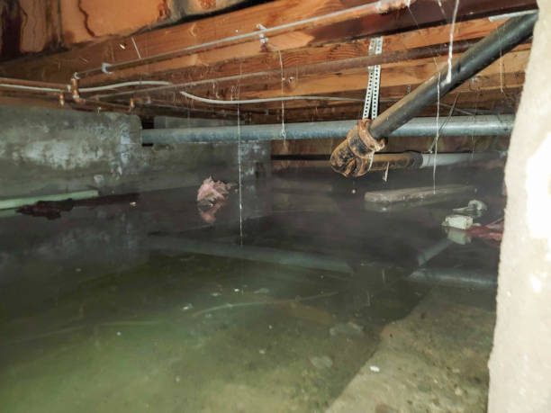 Best Water damage restoration mold remediation  in North Fork, CA